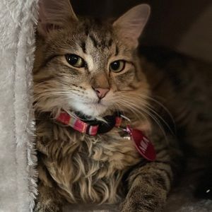 Meet your Posher, Mira